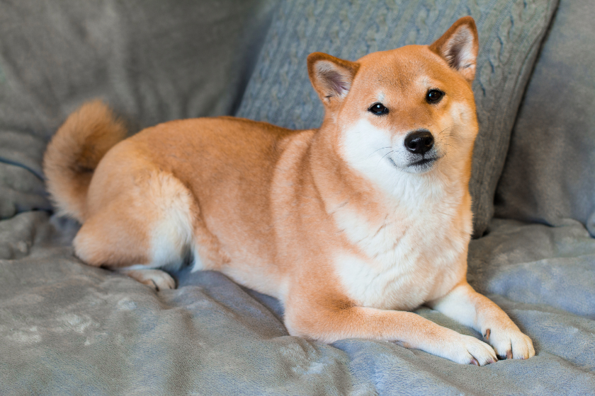 shiba inu stubborn dog breed