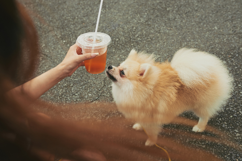 Woman giving her a glass of refreshing drink to her little dog to smell