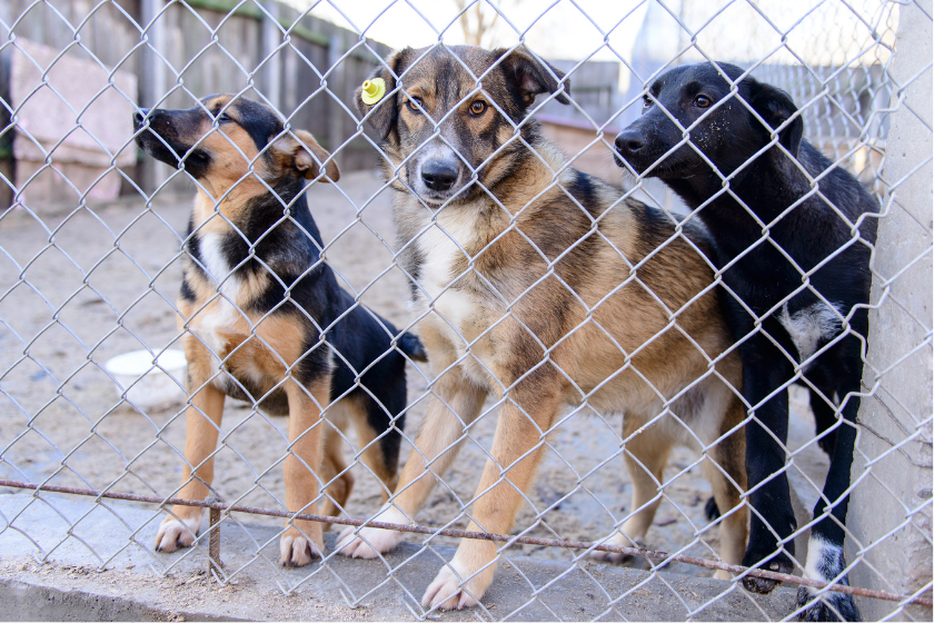 three dogs stand at shelter fence
