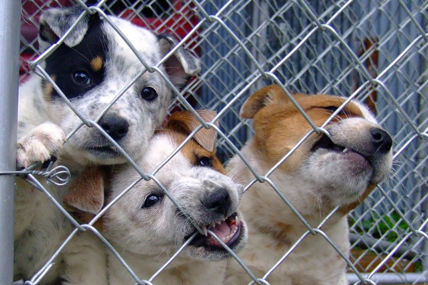 puppies bite at shelter fence