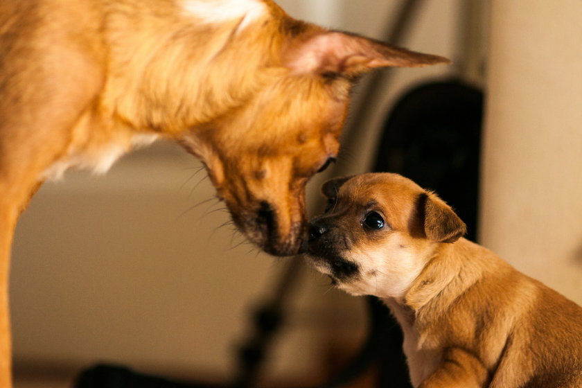 momma dog and puppy touch noses