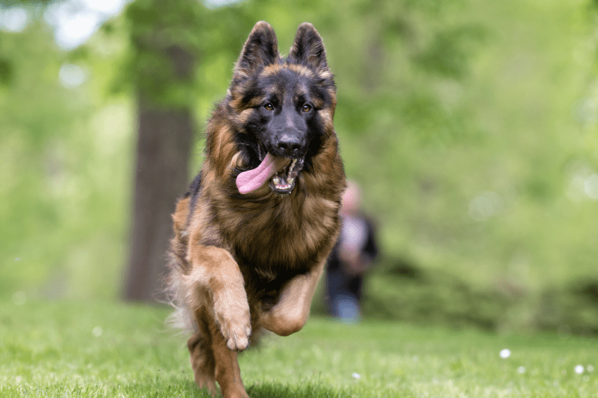 German shepherd runs through a field