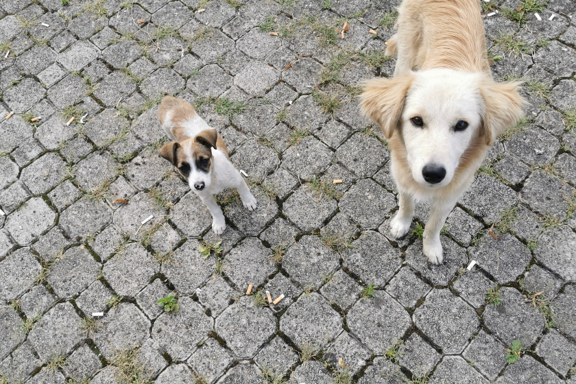 Toe puppies stand on a sidewalk