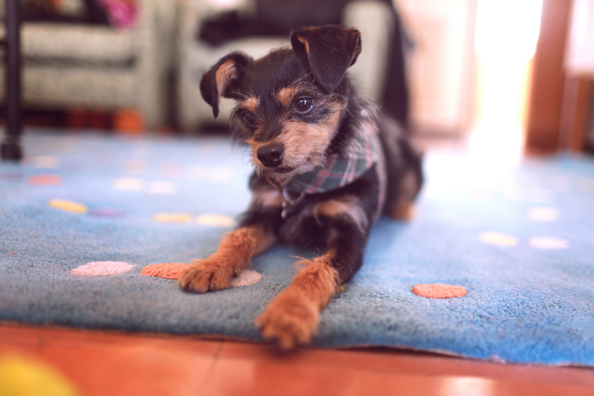 pup lays down on a rug