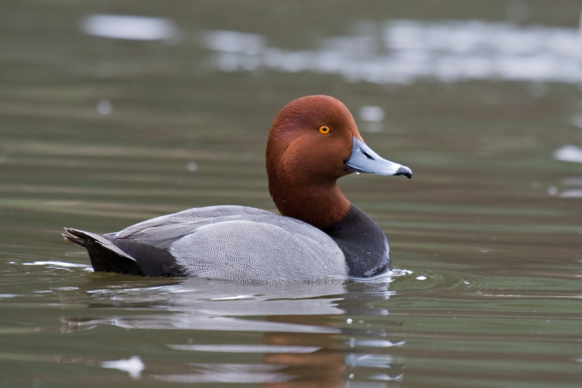 most popular duck species