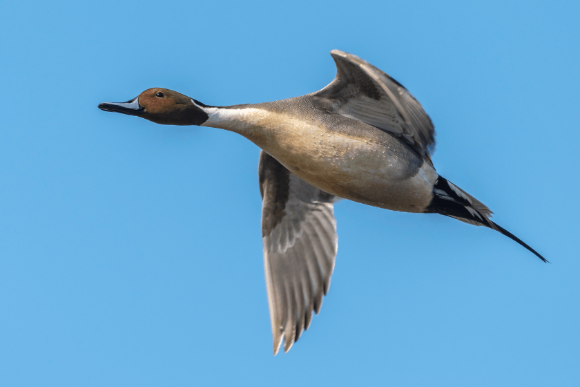 most popular duck species