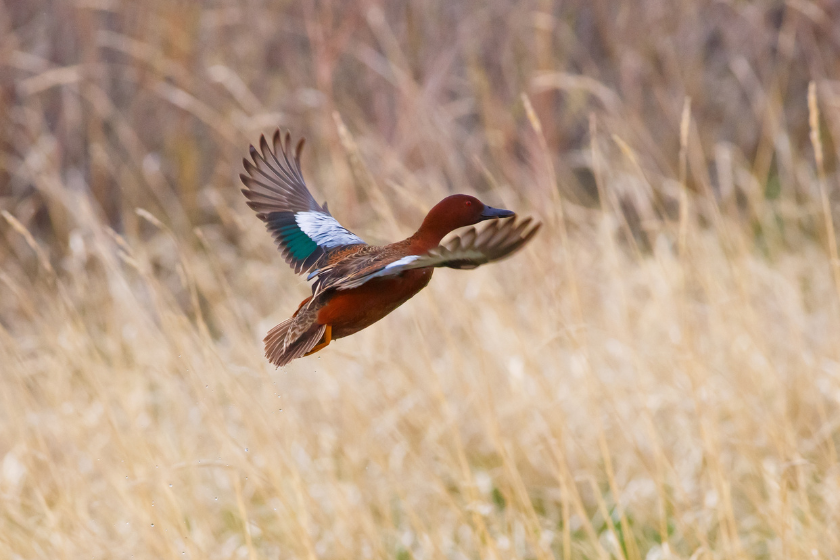 most popular duck species