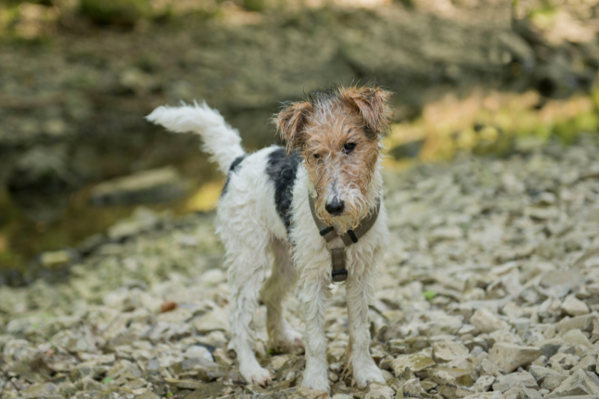 wire fox terrier stands on rocks