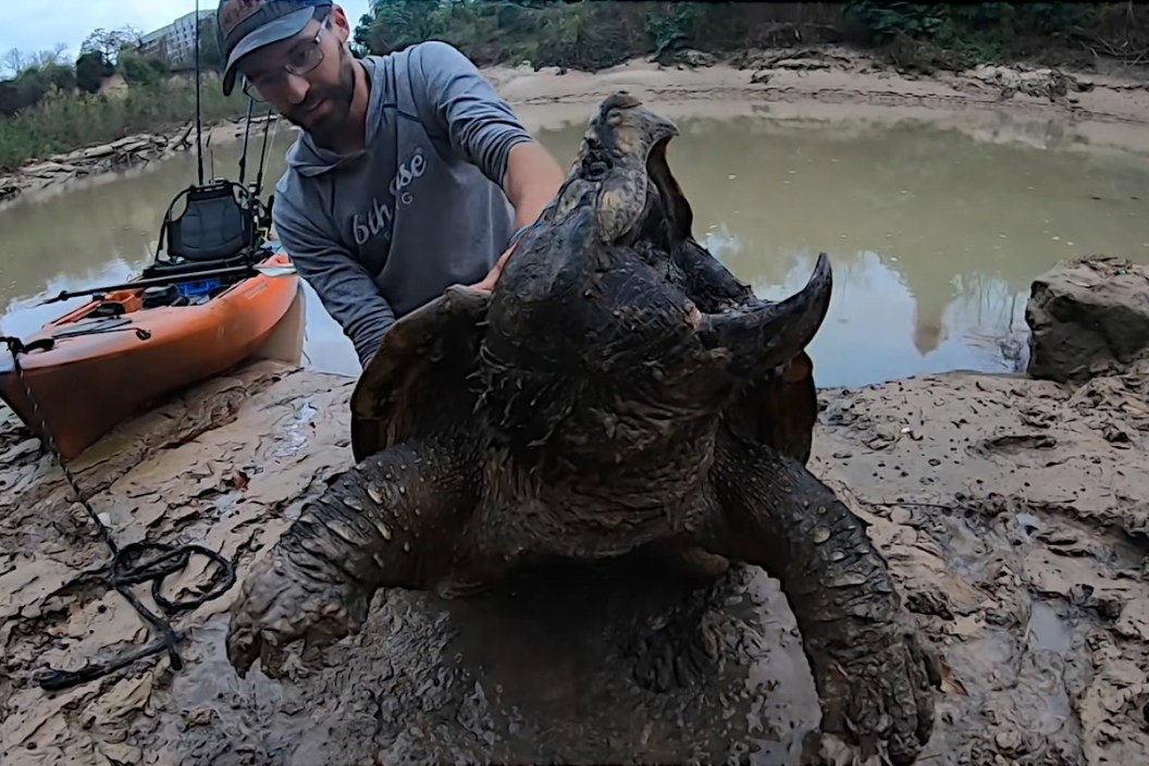 An angler holding a massive alligator snapping turtle.