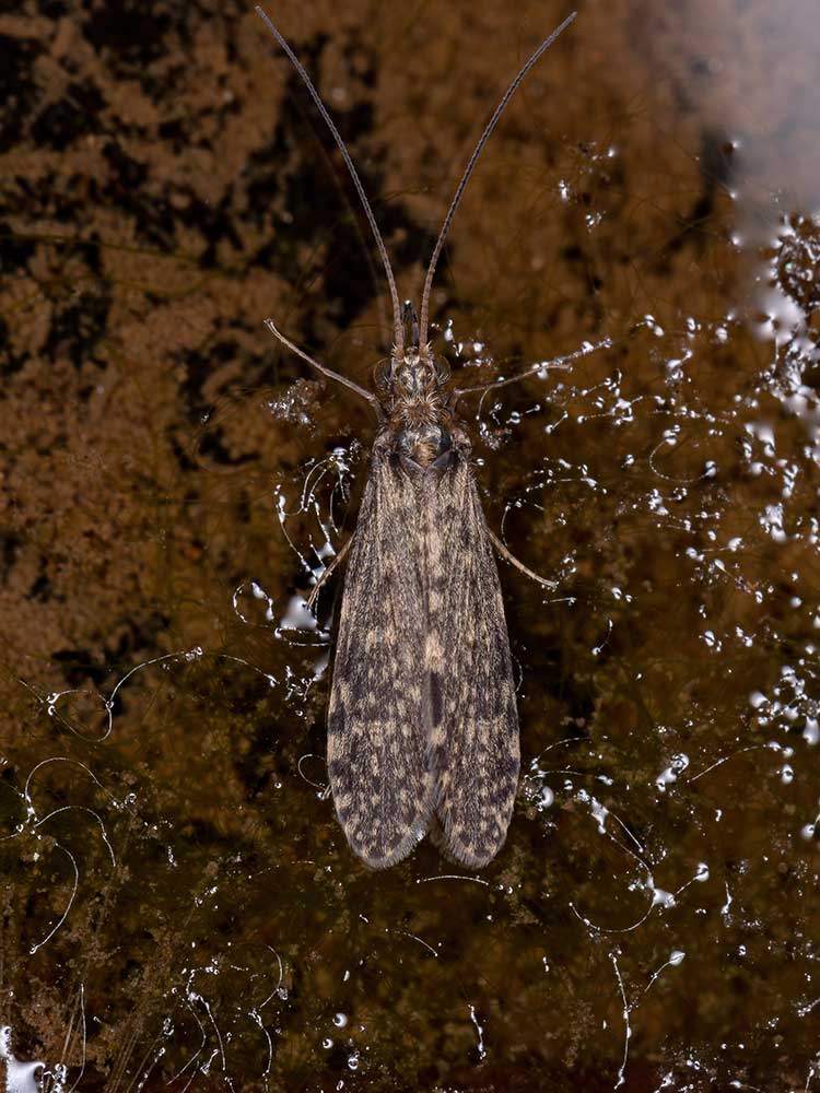 Common Hatches