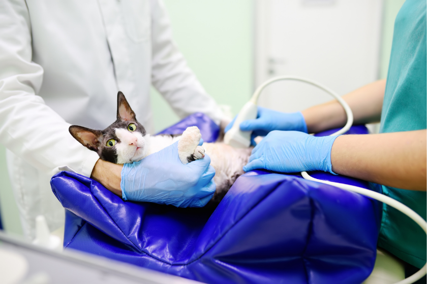 cat is examined by vet and vet tech