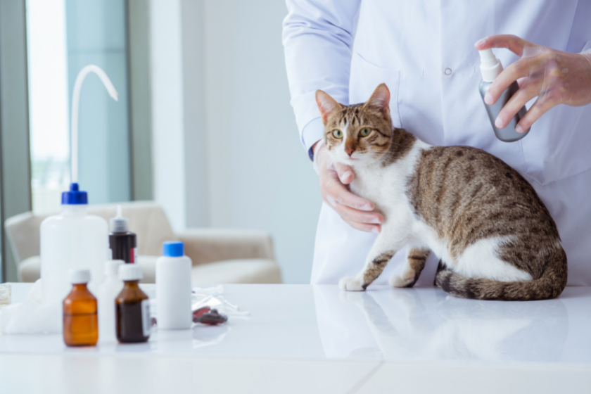 cat sits on table with vet and vet supplies
