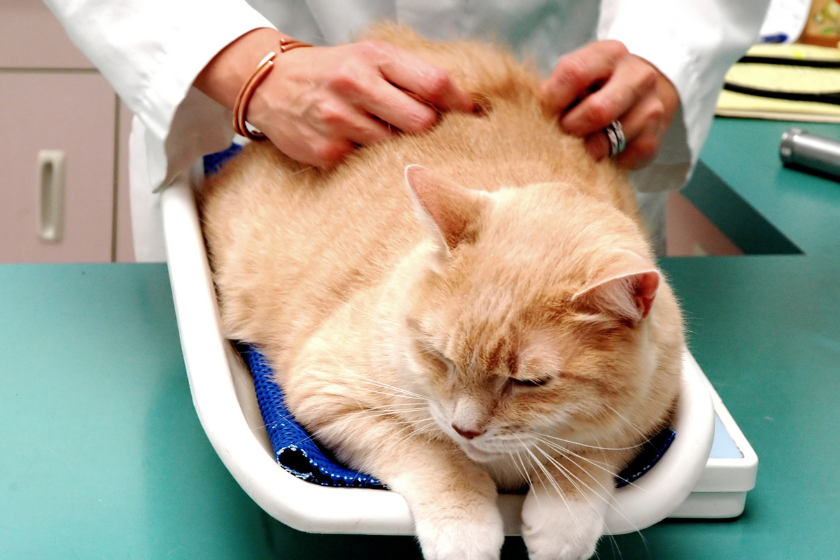 cat sits on vets table