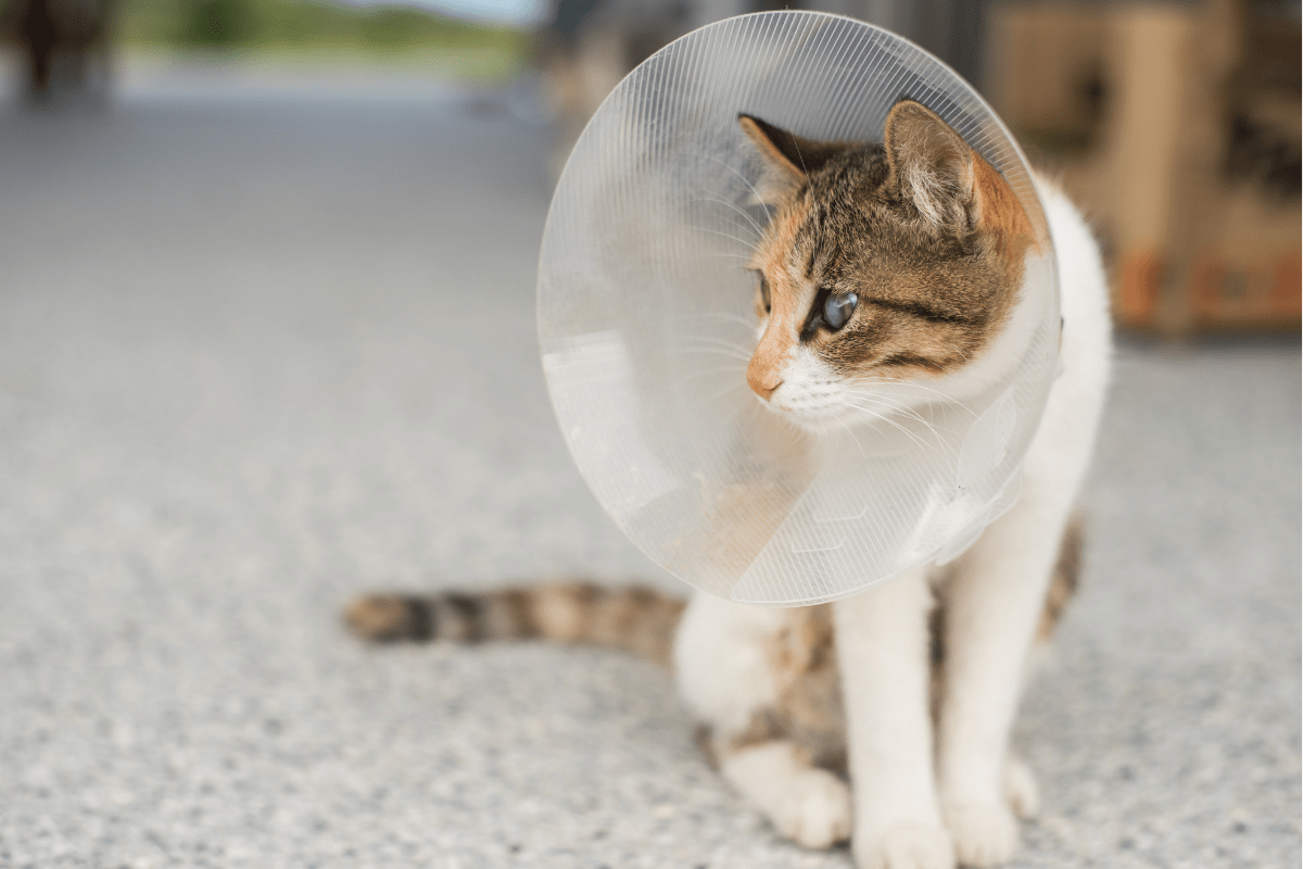 How Much Does It Cost to Spay a Cat?