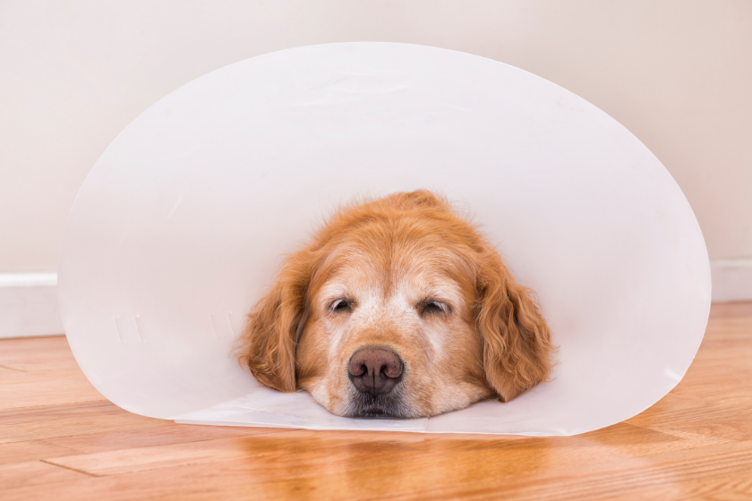 golden retriever with cone on