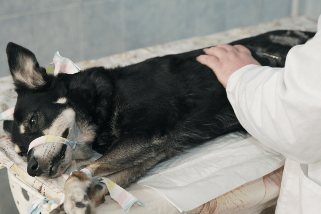 Cost of neutering a dog online at petsmart