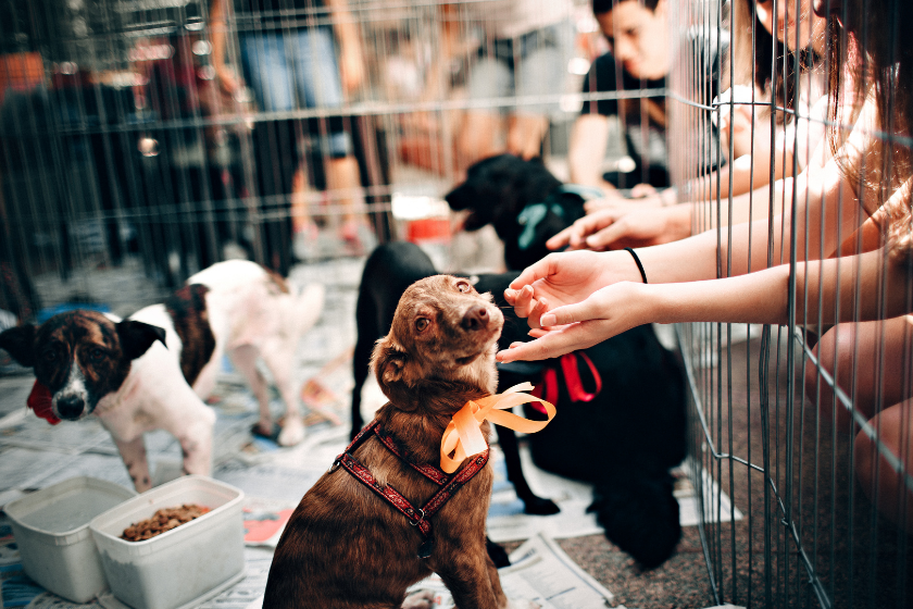 puppies sit in a pen