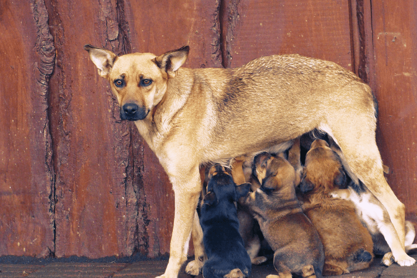 dog standing with puppies
