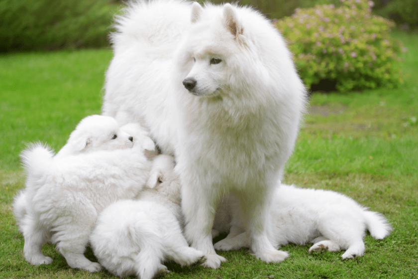 Samoyed and her puppies