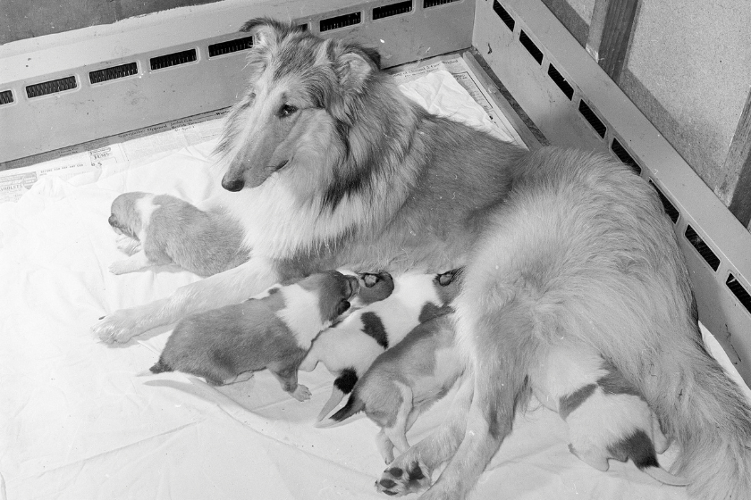 dog nursing puppies