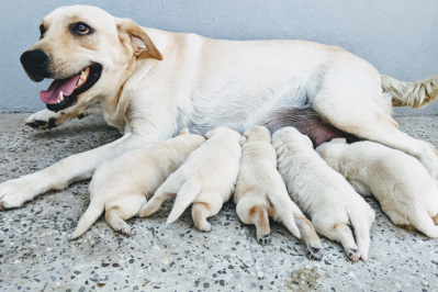 Dog Breeding Practices: Types, Ethical Questions & Misconceptions