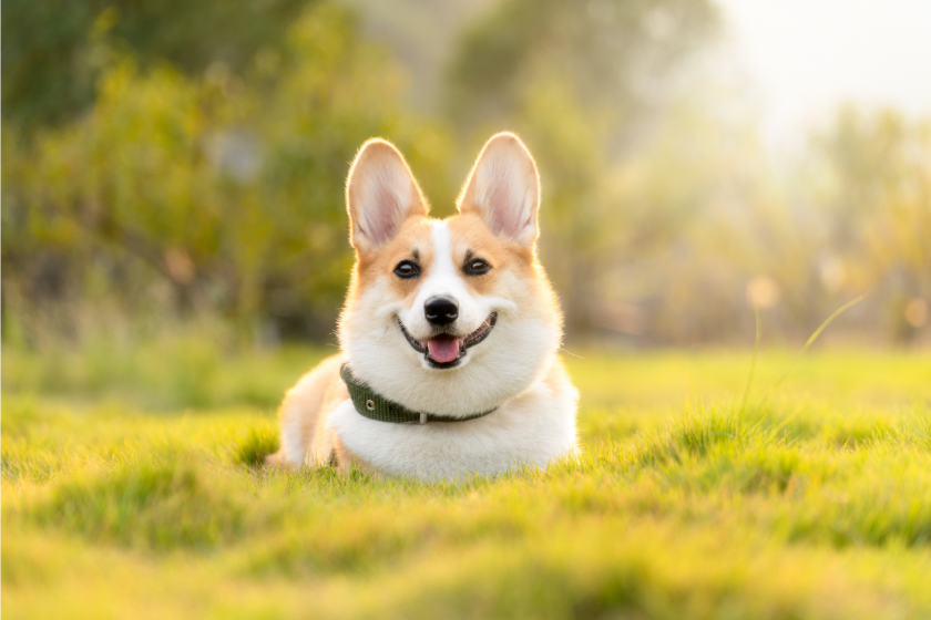 corgi sits in grass