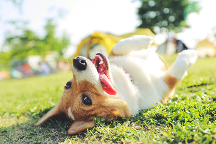 dog rolls around in the grass