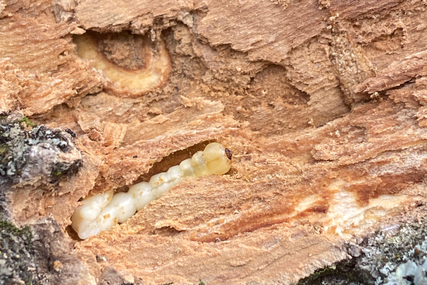 The larvae of emerald ash borer beetle in a tree.