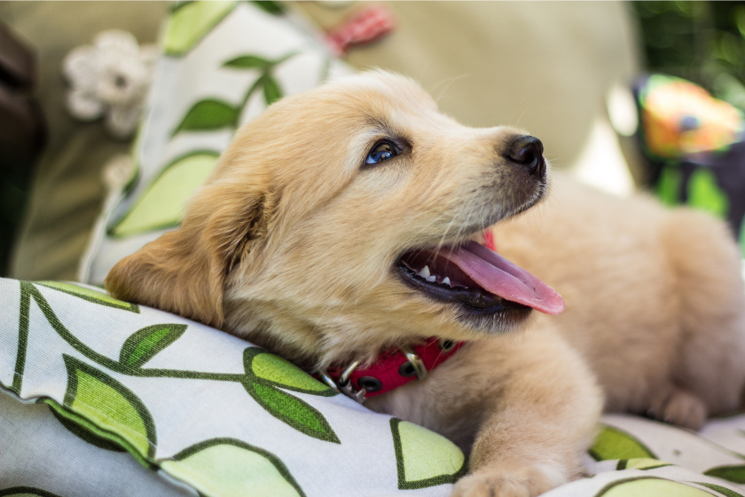 puppy sits on a pillow