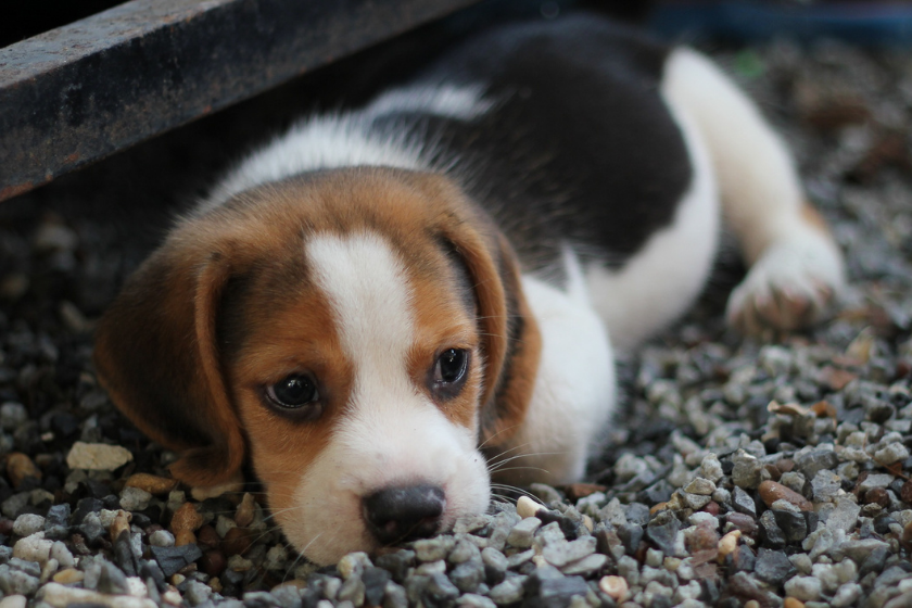 puppy lays on the ground