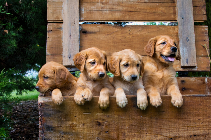puppies sittiing on a fence