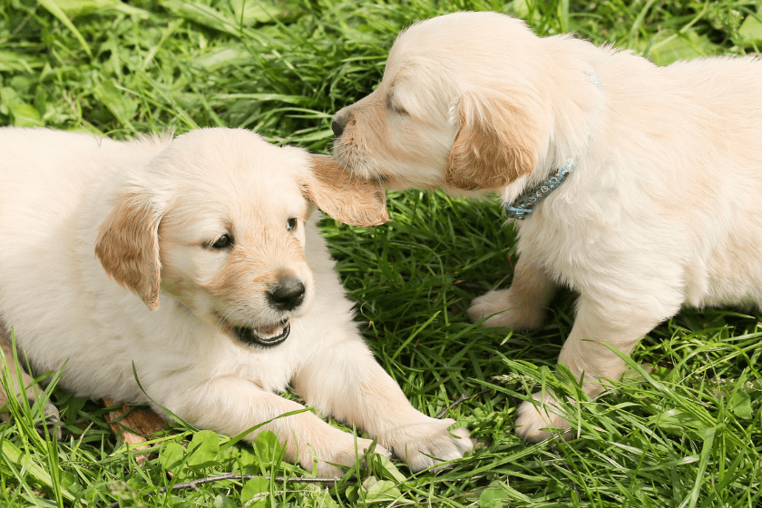 two puppies play in the grass