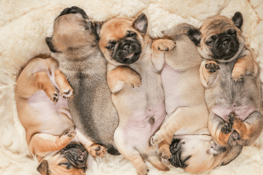 Puppies lay on a dog bed