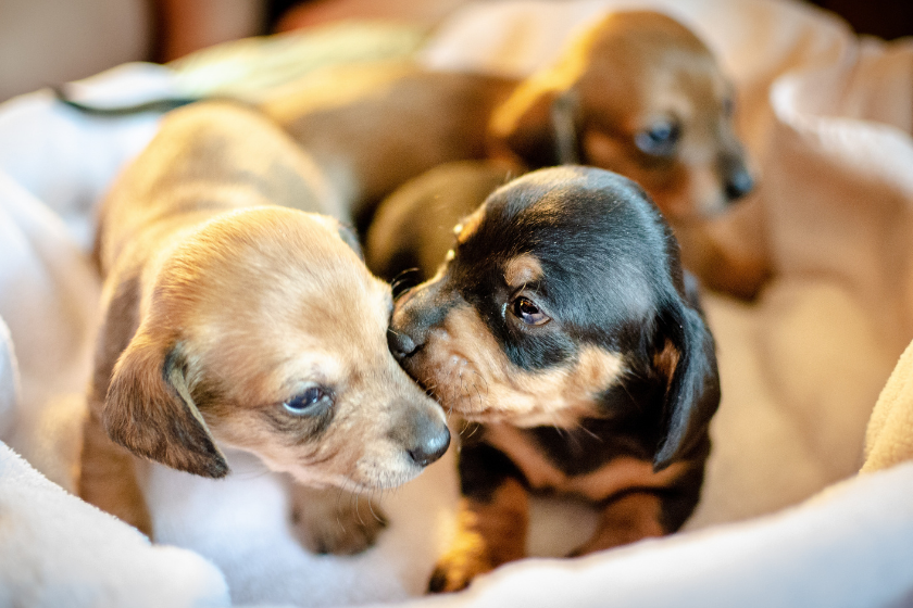 puppies sit in a basket 