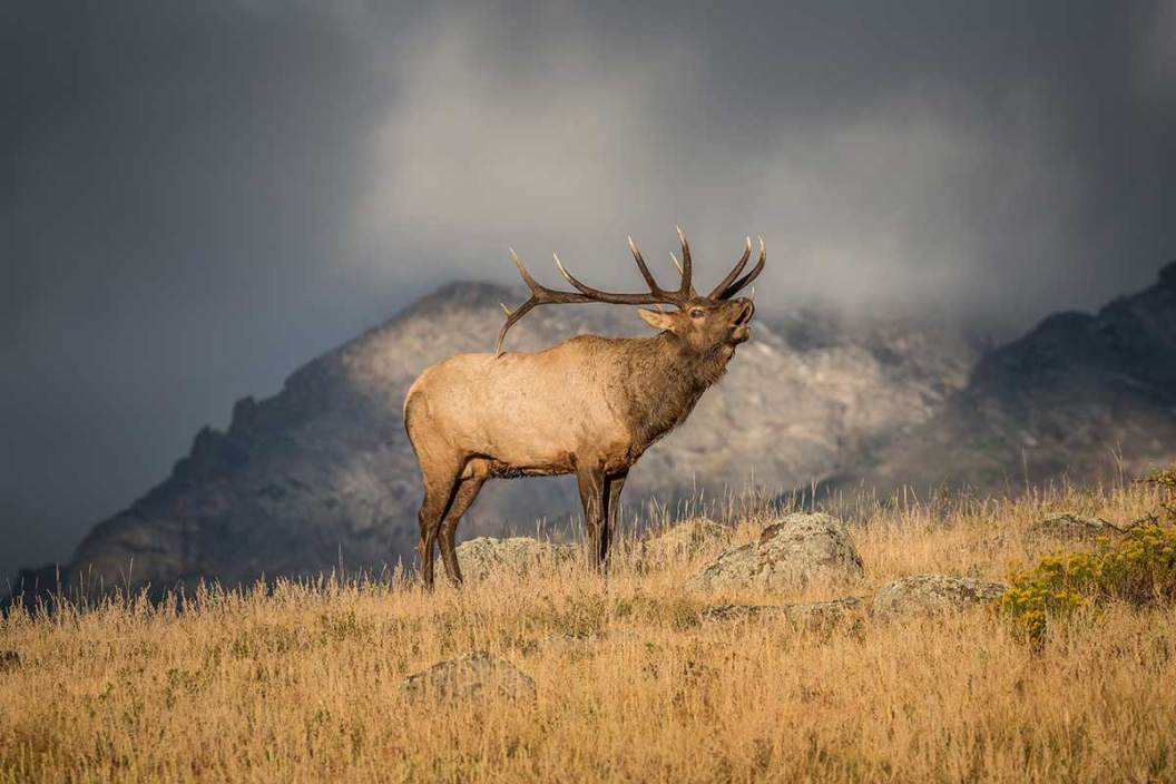 An elk standing in a field