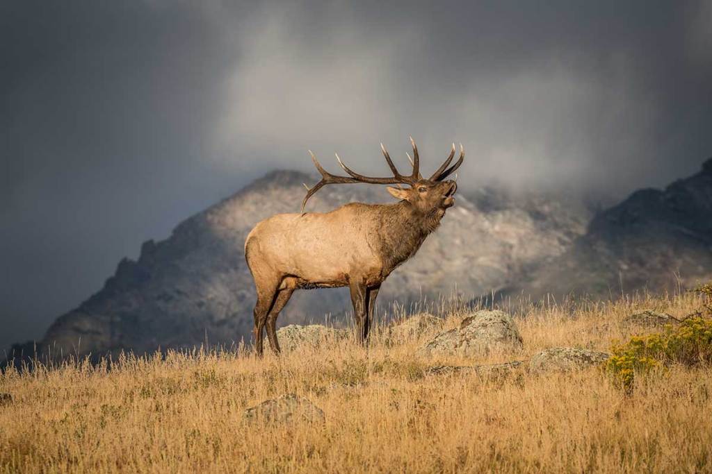 An elk standing in a field