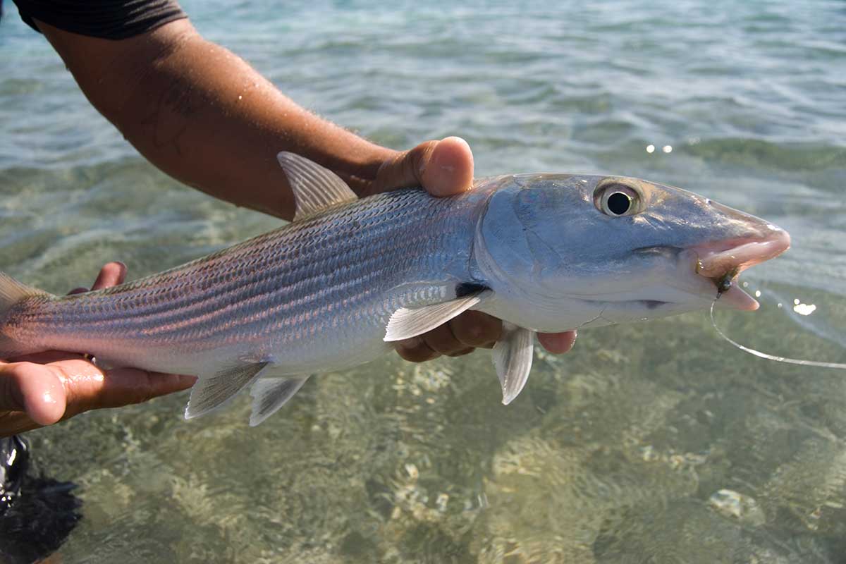 Pharmaceuticals In Bonefish