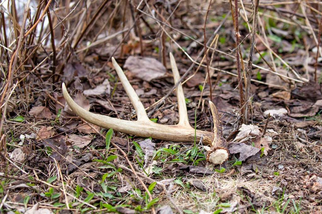 Places You Can Skip While Shed Hunting