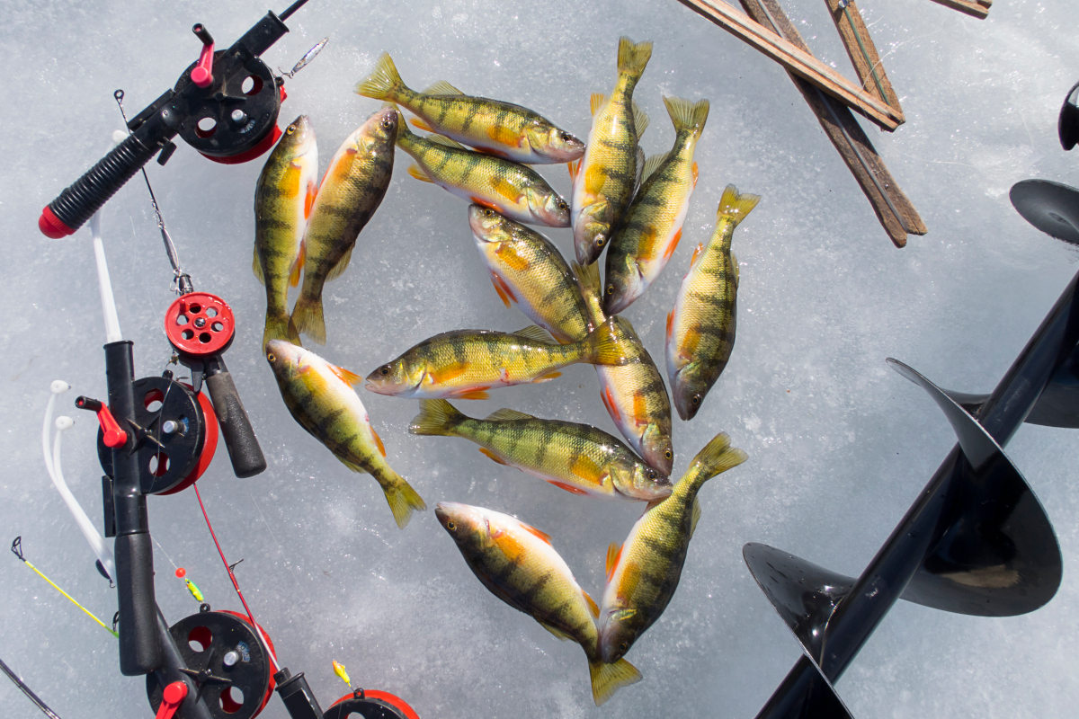 Perch Ice Fishing: How to Catch Jumbos During the Coldest Time of Year -  Wide Open Spaces