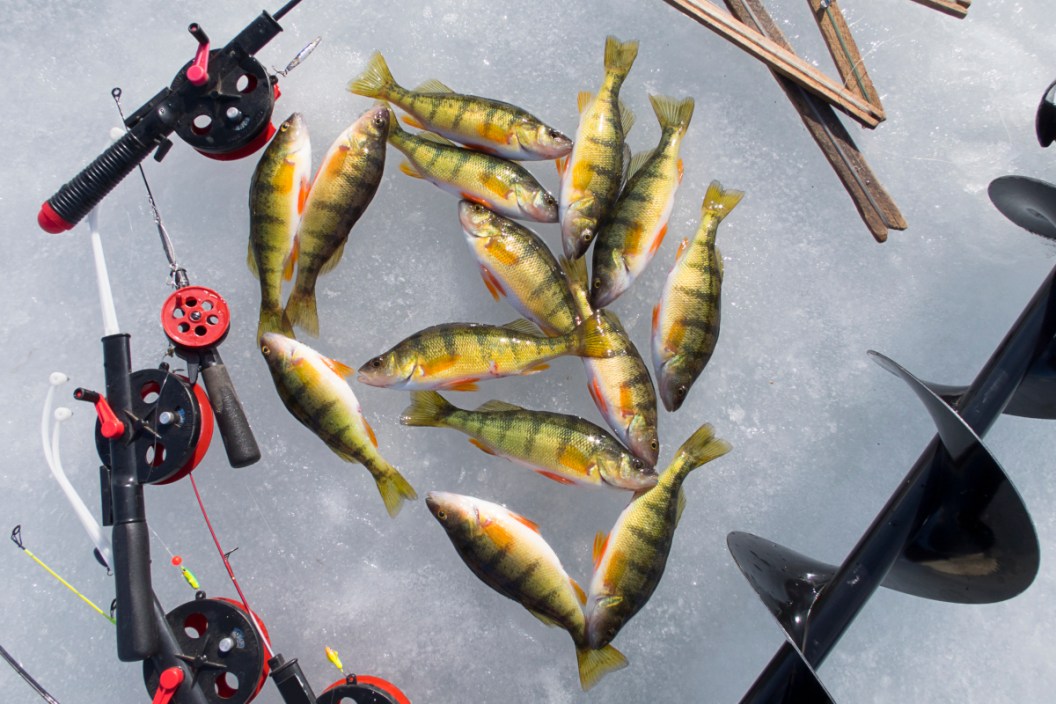 A mess of yellow perch caught while ice fishing.