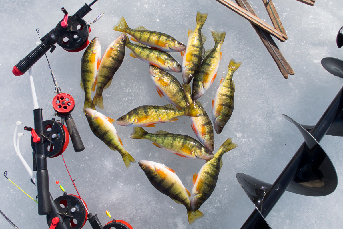 Perch Ice Fishing How to Catch Jumbos During the Coldest Time of Year