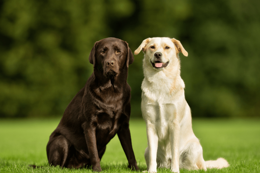 chocolate and yellow lab sit on green grass