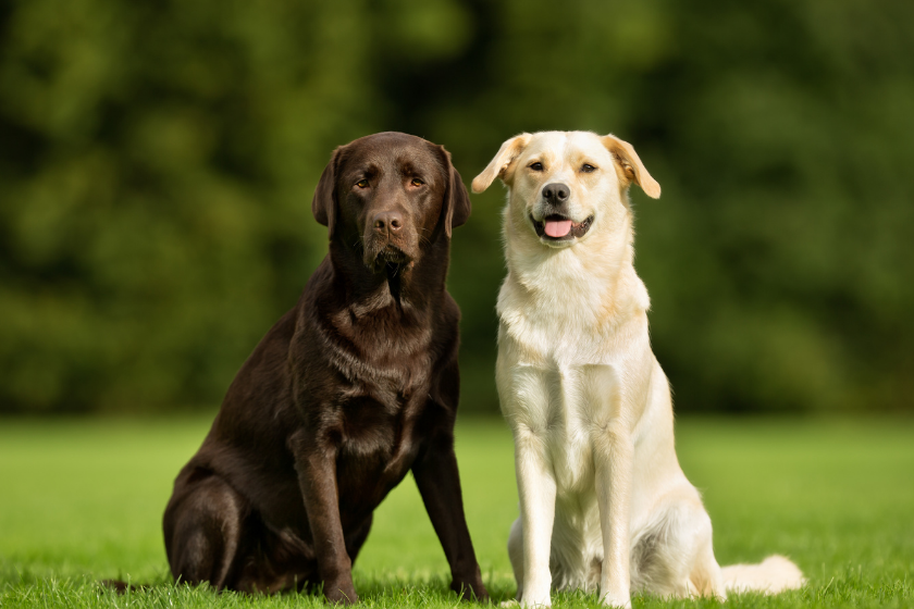 chocolate and yellow lab sit on green grass