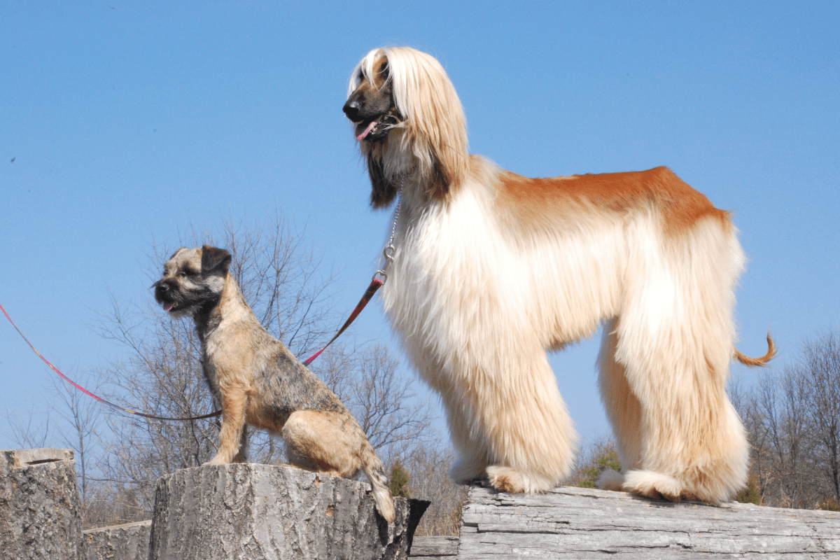 What is the hot sale least popular dog