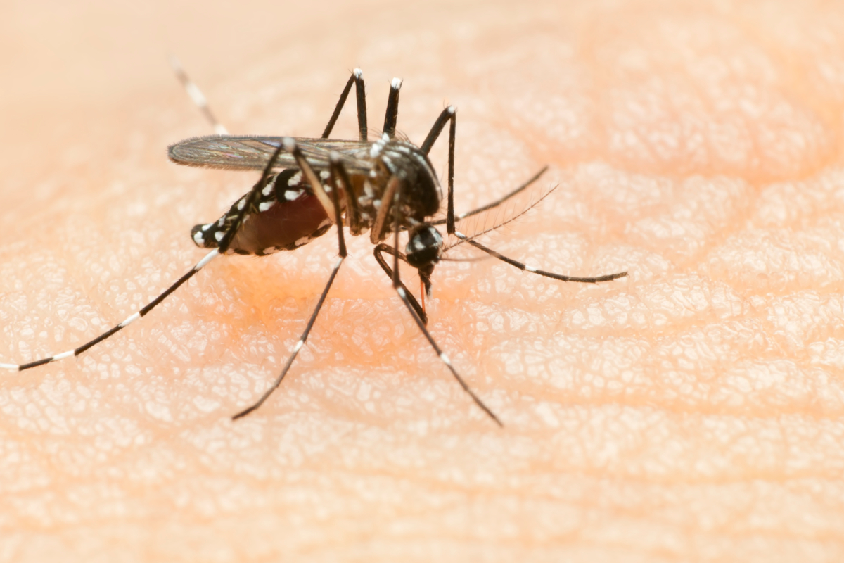 A mosquito feeding on a person's hand.