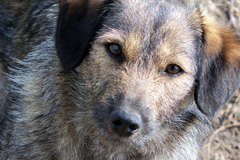 close up shot of a mutts face