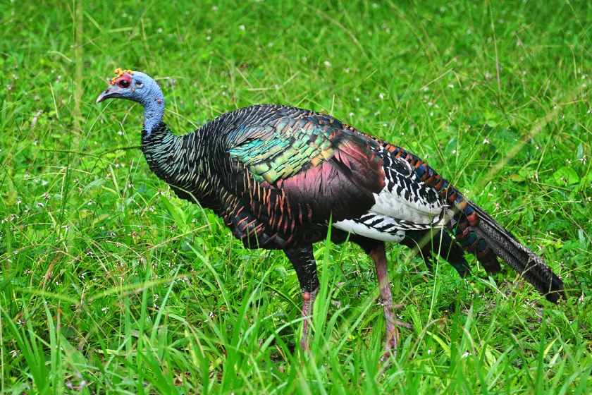 An Ocellated wild turkey in the wild.