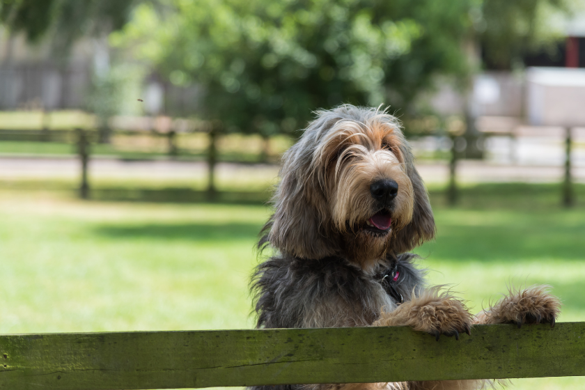 otterhound