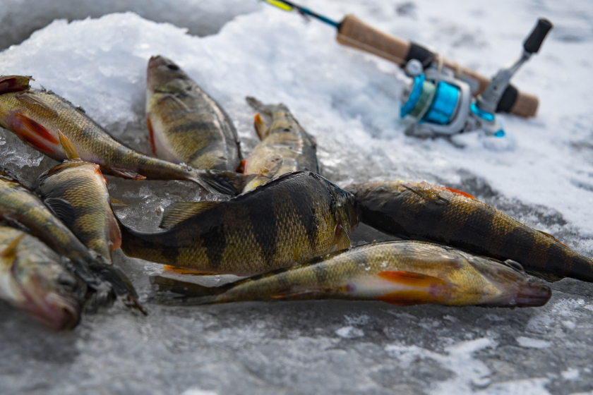A mess of panfish (yellow perch) laying on the ice. 