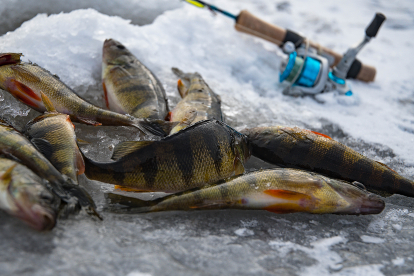Perch Ice Fishing How to Catch Jumbos During the Coldest Time of Year Wide Open Spaces